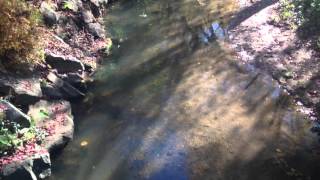 Truites dans la Tiretaine au niveau du Parc de Beaulieu  Chamalières [upl. by Longley]