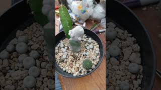 ¿Los sacamos de la maceta houseplants plantas suculents indoorplants cactus terrarium agro [upl. by Einnim694]