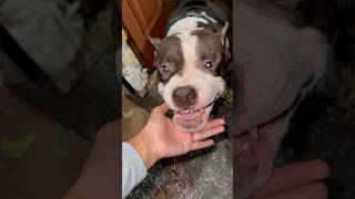 After take treat Reaction my dog vs other dog 😂 reels shorts virla pitbulldog [upl. by Eetnahs130]