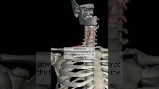 omohyoid muscle with origin insertion Nerve supply headandneckanatomy anatomy neck muscles mbbs [upl. by Prunella424]