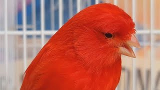 Red Factor Canary Singing  Canary Whistling And Talking [upl. by Annabelle693]