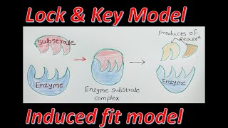 Mechanism of Enzyme Lock amp key model Induced fit model Enzyme catalysis Science lecture in Hindi [upl. by Annaerdna]