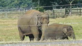 Elephants at Woburn Safari Park [upl. by Tingley535]