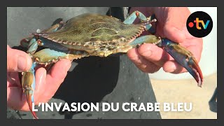 Linvasion du crabe bleu la terreur des pêcheurs de lEtang de Berre [upl. by Ledoux645]