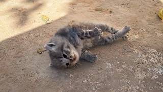 The dying kitten lay stiff on the ground until a passerby performed CPR and miraculously revived him [upl. by Nimad947]