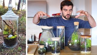 Terrariums  deux mois après  Nouveaux projets et entretien [upl. by Emanuele]