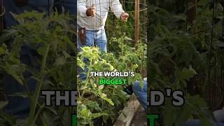 🍅Tomato Pruning amp Tomato Cages  Attempting To Grow The World’s Largest Tomato Part 2 tomato [upl. by Donella]