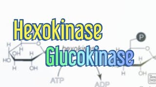 Hexokinase Glucokinase Biochemistry [upl. by Abert]