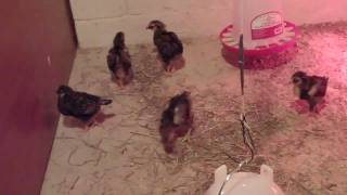 Golden Laced Wyandotte Chicks  3 weeks old [upl. by Isobel]