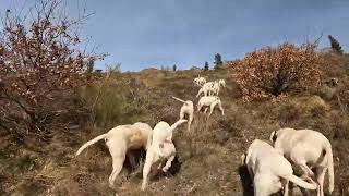 Félines Minervois Chasse de laprés midi Porcelaines des Hurleurs du Minervois [upl. by Ataner308]