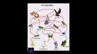 Food chain foodwebbiology ecology ecosystem biology [upl. by Rodrigo]