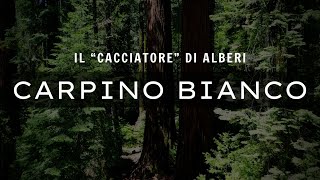 RICONOSCERE GLI ALBERI  CARPINO BIANCO [upl. by Ainex650]