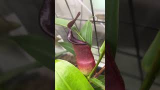 Nepenthes Spathulata x Tobaica BE3794 from Petflytrapcom [upl. by Yelnahs]