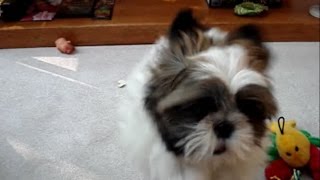 Cute Shih Tzu puppy dog Lacey cant jump onto the couch 🤪🤣 [upl. by Strickman351]