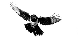 Magpie  Shane Ó Fearghail amp The Host [upl. by Alorac379]