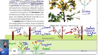 Morphology of flowering plants class 11  Inflorescence  Ncert line by line Part 3 [upl. by Mani]