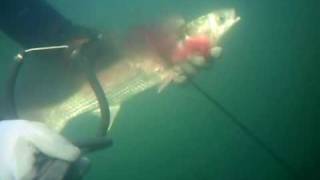 Spearfishing Black seaGrey mullet [upl. by Quiteri]