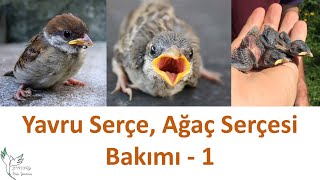 Yavru serçe bakımı 1 Kısım [upl. by Peters285]