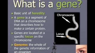 Chromosomes genes and alleles IB Biology [upl. by Neehsar]