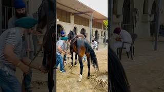 Stallion  Lal Badshah🏇 marwari horse horses horseracing horseriding horselover horseracing [upl. by Timothee]