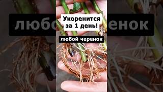 Самый эффективный способ укоренения любых черенков огород сад дача цветы [upl. by Lekcim842]