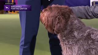 Wirehaired Pointing Griffons  Breed Judging 2024 [upl. by Katheryn]