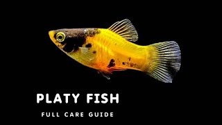 ALL ABOUT PLATY FISH  PLATY FISH CARE GUIDE  HOW TO CARE FOR PLATY FISH [upl. by Aldarcie959]