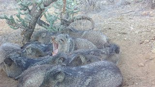 Tracking and Finding Javelina in the Desert [upl. by Odranar164]