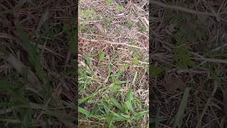 How to find wild carrot [upl. by Enyamart]