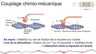 Le Mouvement humain  le couplage excitationcontraction [upl. by Ahseer]