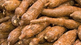 13 Surprising Health Benefits of Cassava [upl. by Onitsuaf762]