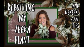 How to care for and Repot your Zebra plant Aphelandra squarrosa [upl. by Watts]