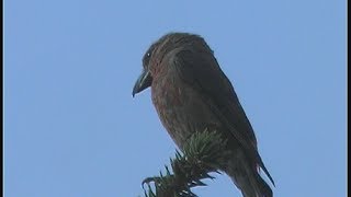 Becs croisé des sapins  Red Crossbill  Loxia curvirostra [upl. by Hanimay]