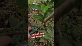 Parte 1 ejemplos de poda de árboles frutales cítricos de 1 año y medio poda podar [upl. by Hollinger418]