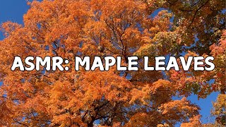 Psithurism 🍁 ASMR 🍁 Maple Leaves Rustling [upl. by Wall]