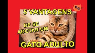 5 Vantagens de se Adotar um Gato Adulto [upl. by Lisbeth614]