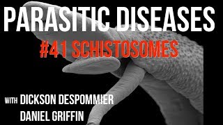 Parasitic Diseases Lectures 41 Schistosomes [upl. by Yer978]