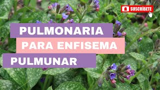 Pulmonaria para enfisema pulmonar [upl. by Attenra]