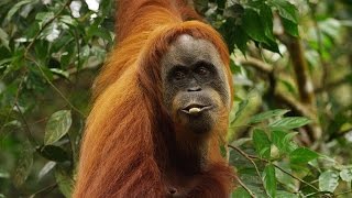 Orangutan National Geographic Documentary HD [upl. by Aicilev979]