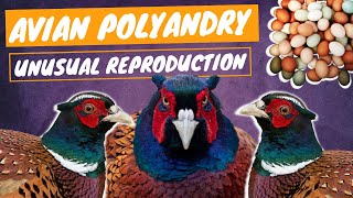 💥 EGGS FERTILIZED by MULTIPLE MALES  Avian Polyandry [upl. by Ynohtnaed]