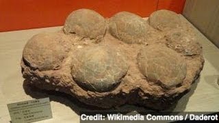 Hundreds of Dinosaur Egg Fossils Found in Spain [upl. by Eittam]