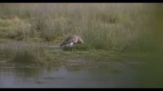 resting curlew [upl. by Katrinka644]