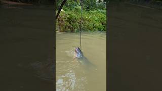 Unbelievable Stump Hook Challenge Fishing Videofishfishvideoshorts [upl. by Edaw6]