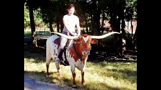 Riding Trained Texas Longhorn Cow Premier Preference [upl. by Aicirtak554]