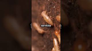 Ants vs Termites The Ultimate Showdown ants termite [upl. by Lorac]