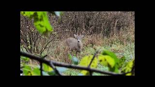 doe bleats and buck grunts 21 [upl. by Bramwell]