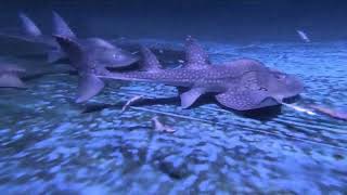 Bowmouth guitarfish Taiwanjioaxi [upl. by Noryt319]