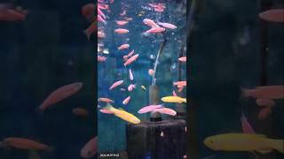 Zebra fishe zebrafish aqurium fish fishlover foryou sort viralvideo trending hit big [upl. by Rudolf]