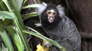 Marmoset pygmy Smallest monKey in the worLd takes a Big bite [upl. by Warfold]