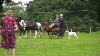 Maggie Gallop drives cones with a Dalmatian carriage dog Helmingham Hall [upl. by Augustina]